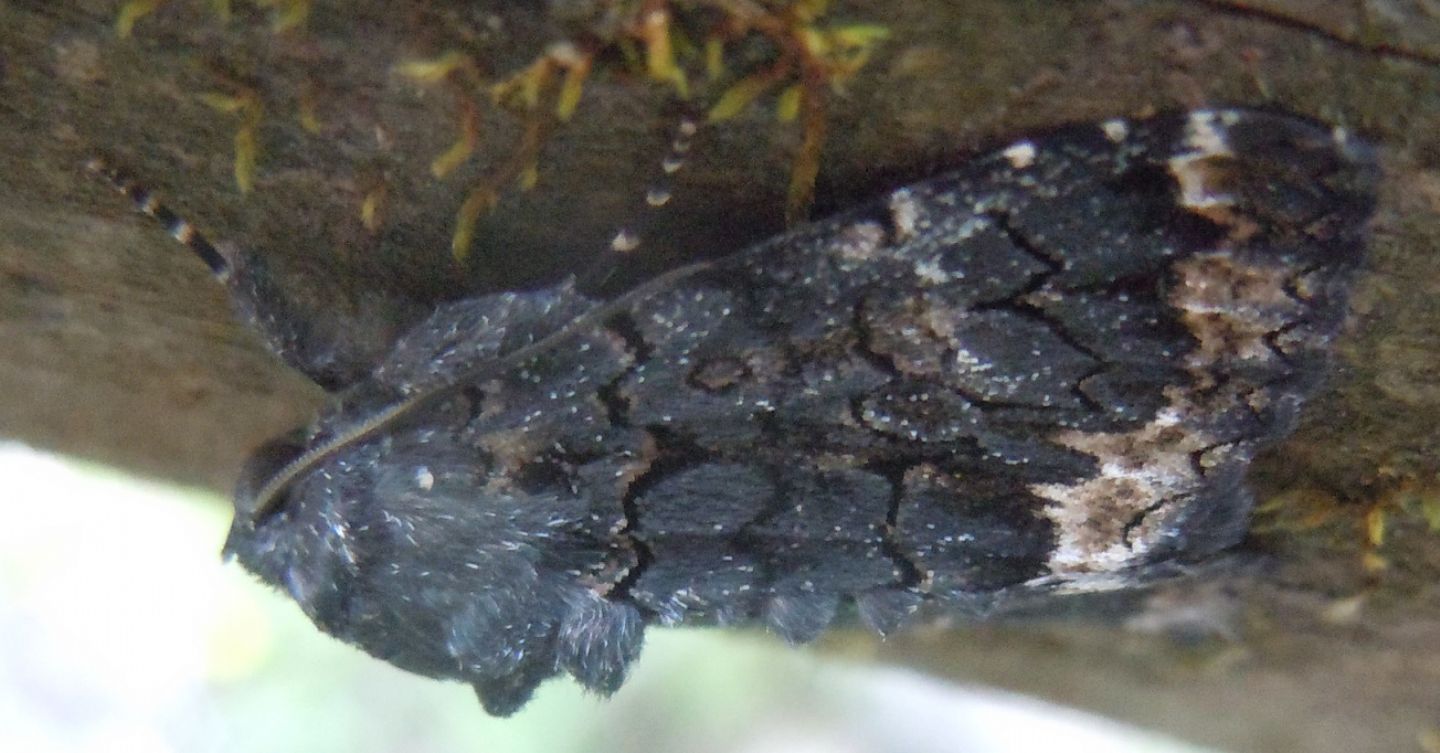 Catephia alchymista (Erebidae)